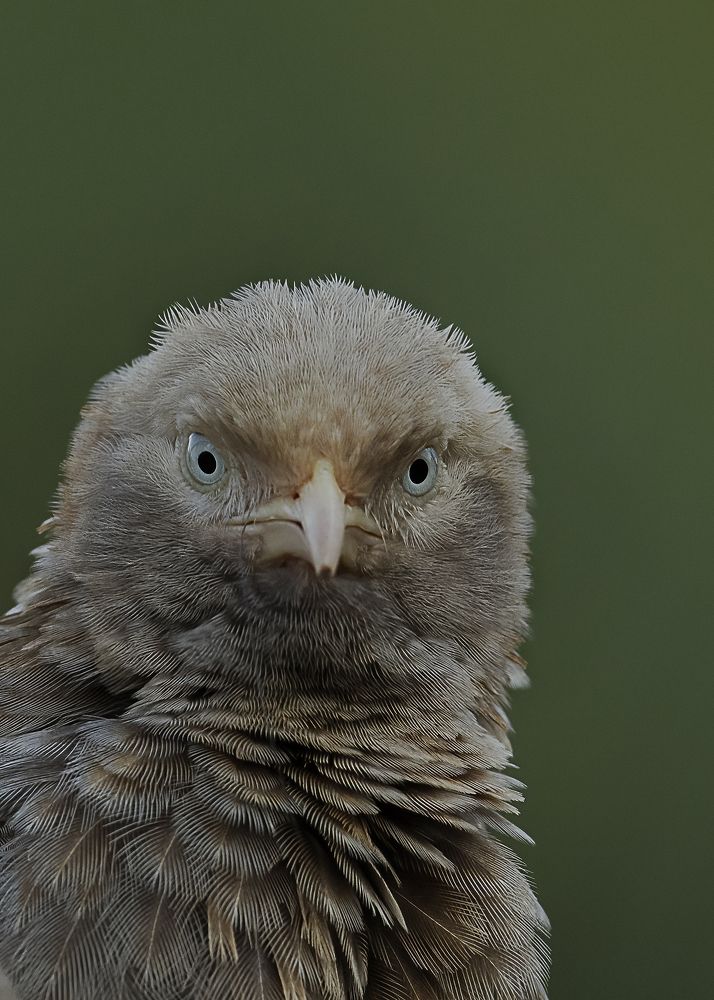 Photograph by Sunil Manikkath