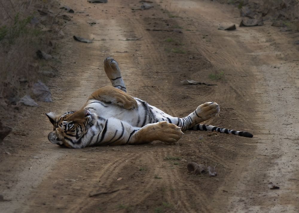 Photograph by Sunil Manikkath