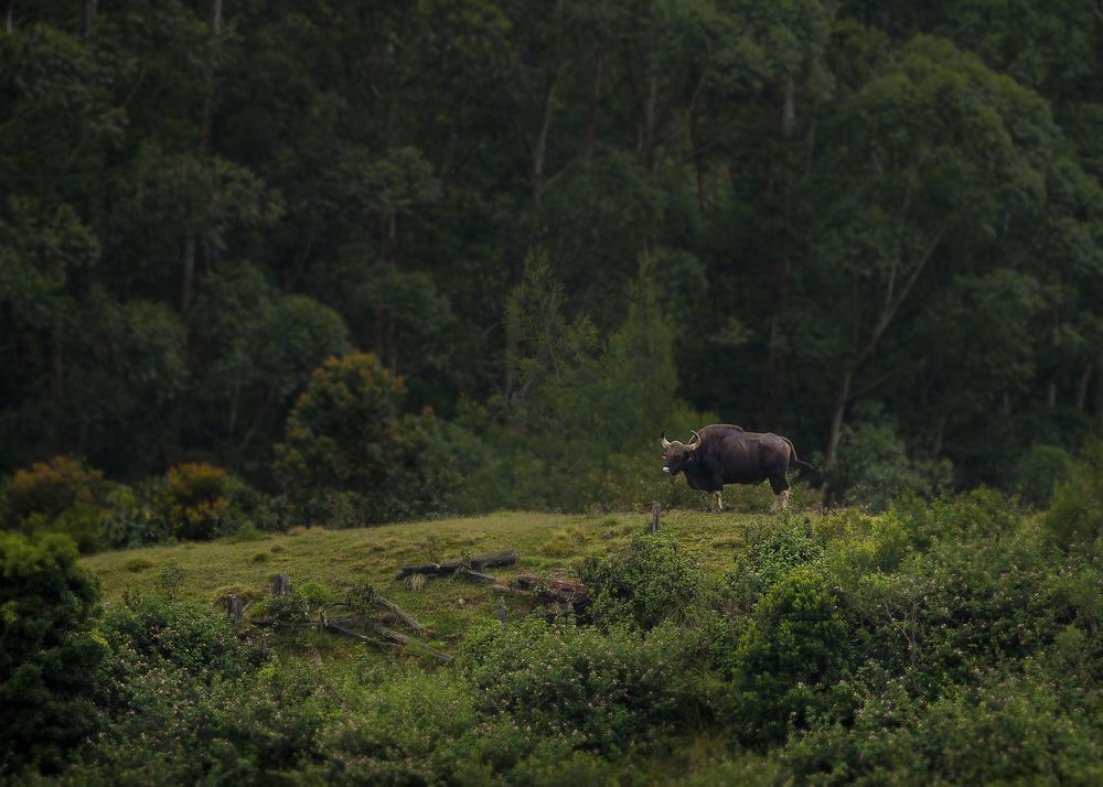 Photograph by Sunil Manikkath
