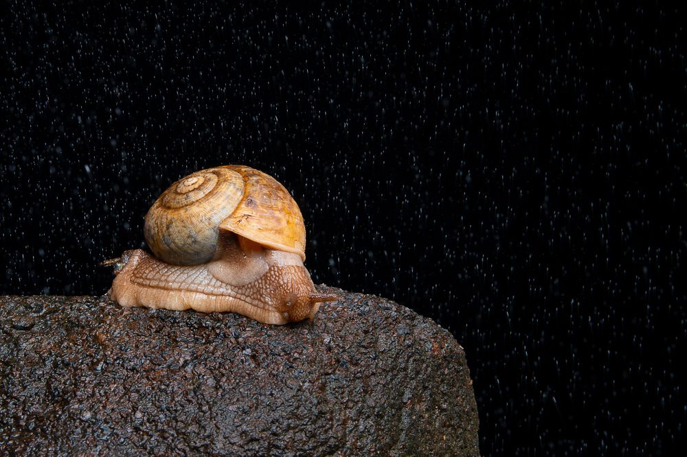 Photograph by vivek santha