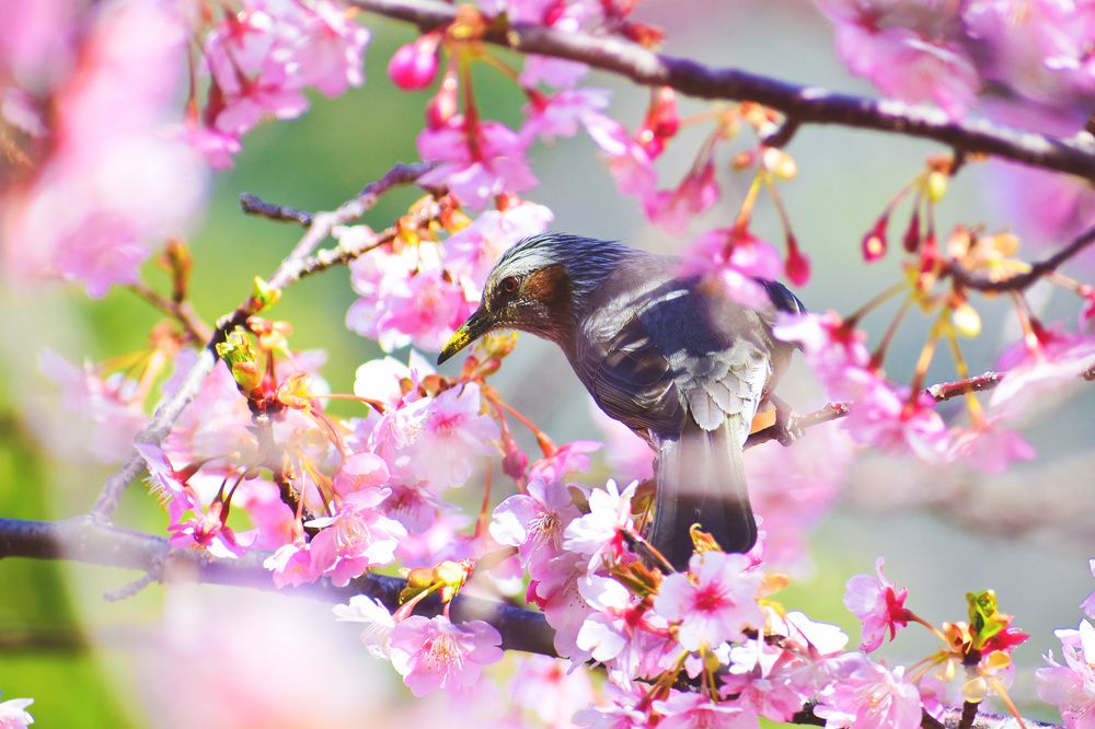 Фотография автора Sen Abhijit