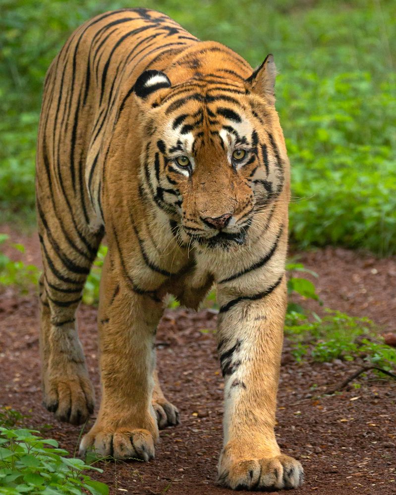 Photograph by Harsh Ghate