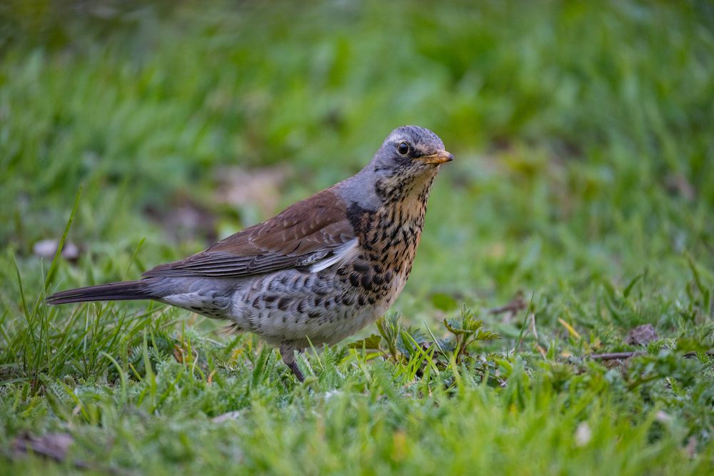 Photograph by Денис Пономарёв