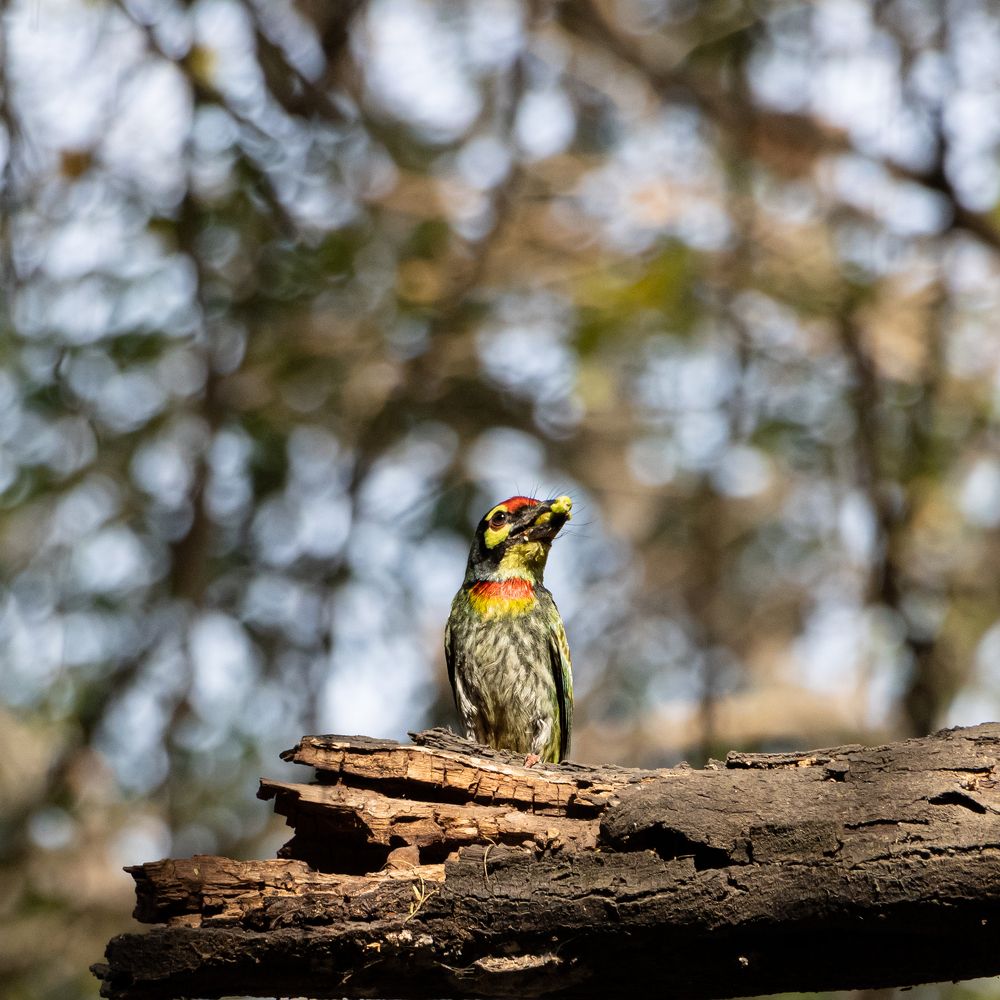 Photograph by Harsh Ghate