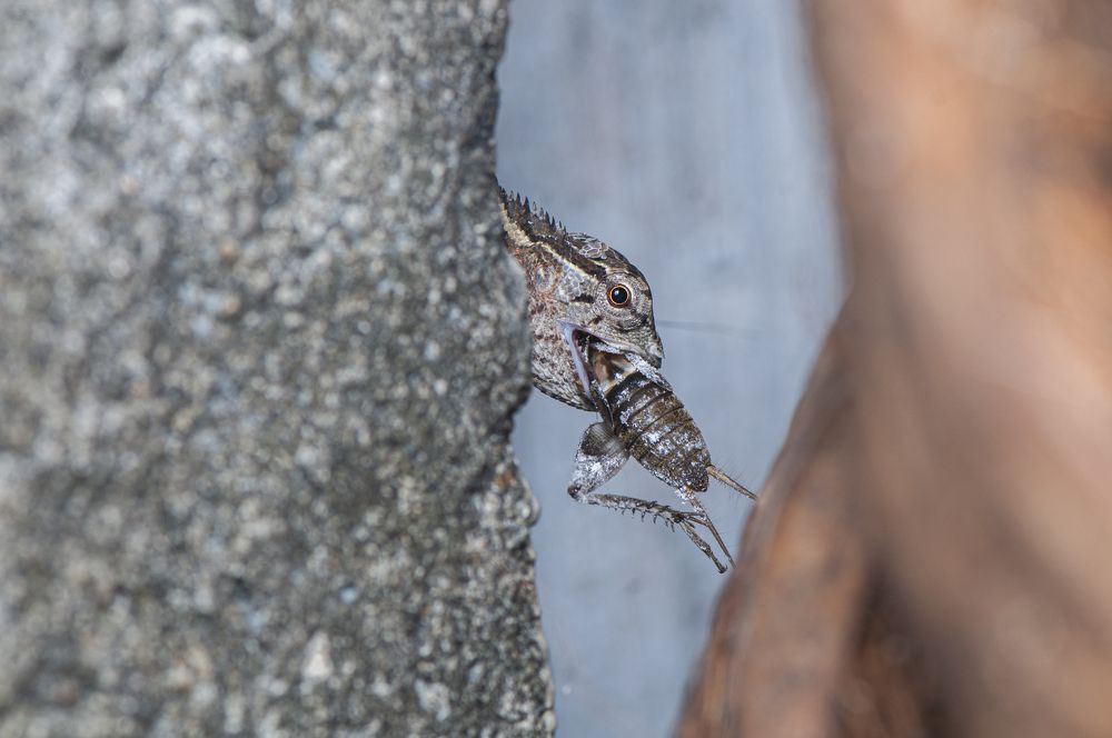 Photograph by Chamara Sulakkhana Polwatta Siriyalage