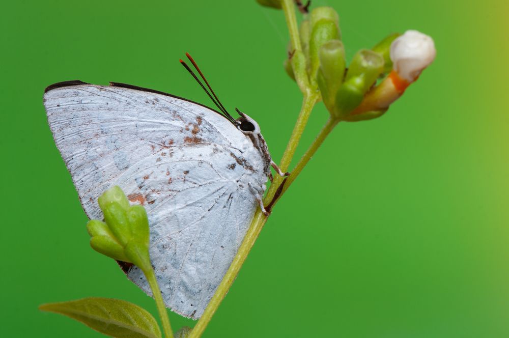 Photograph by Chamara Sulakkhana Polwatta Siriyalage