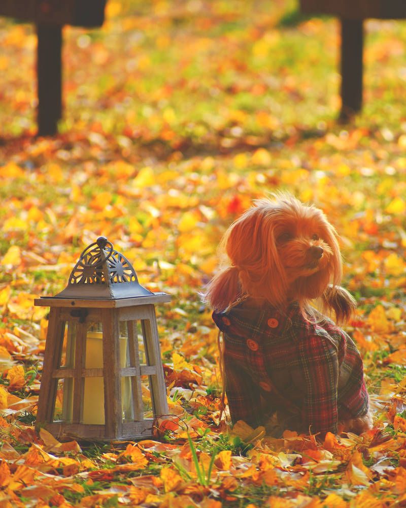 Фотография автора Sen Abhijit