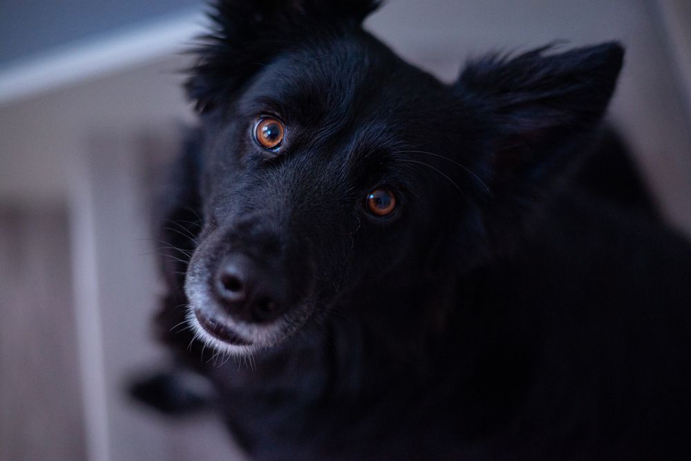 Black dog with orange eyes
