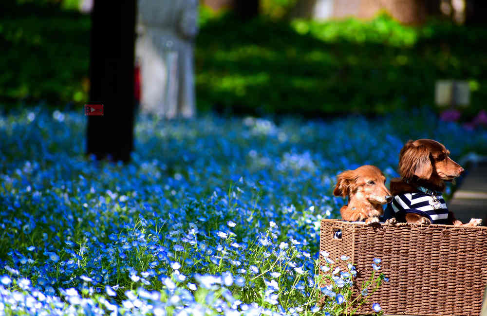 Фотография автора Sen Abhijit