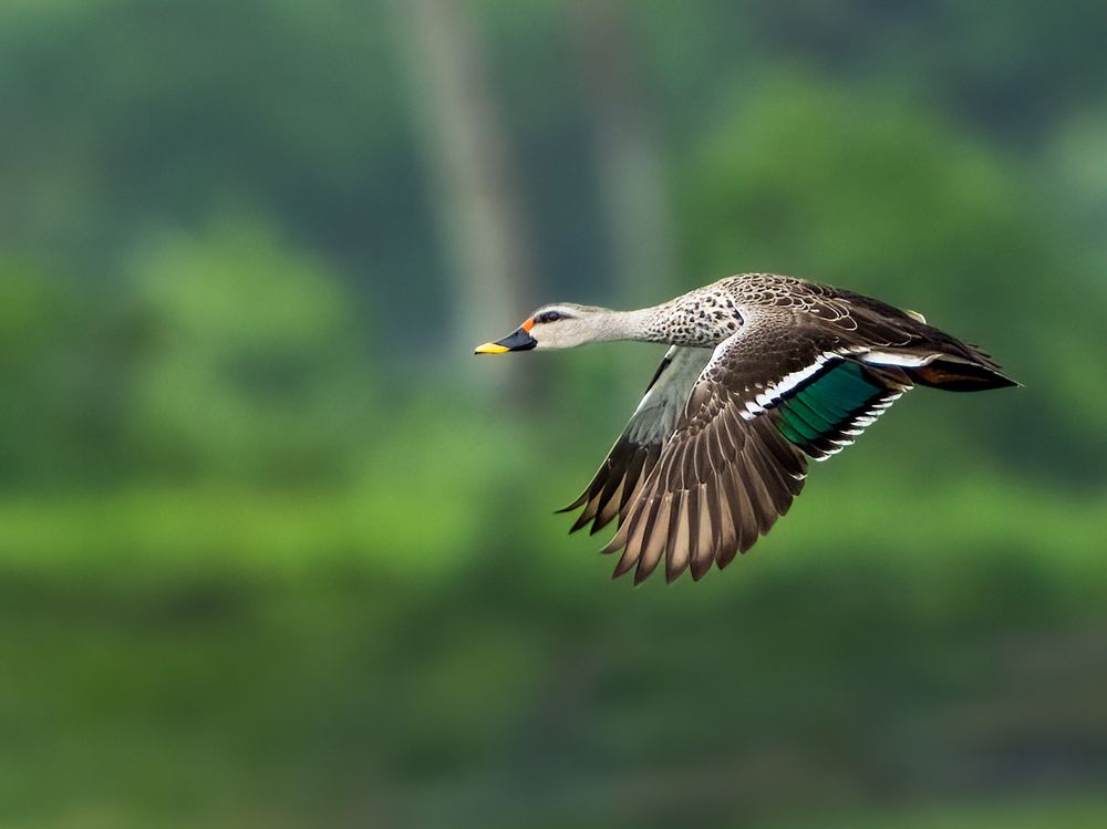 Photograph by Vipin P C