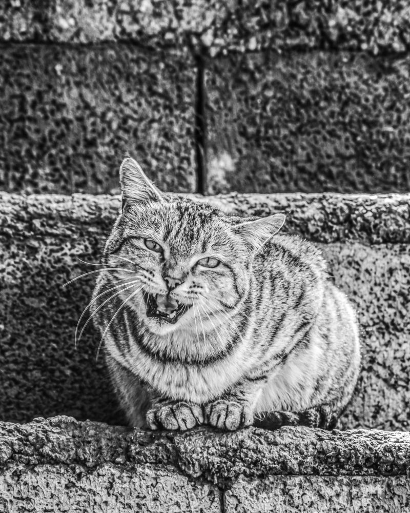 Photograph by Ehsan Fathi