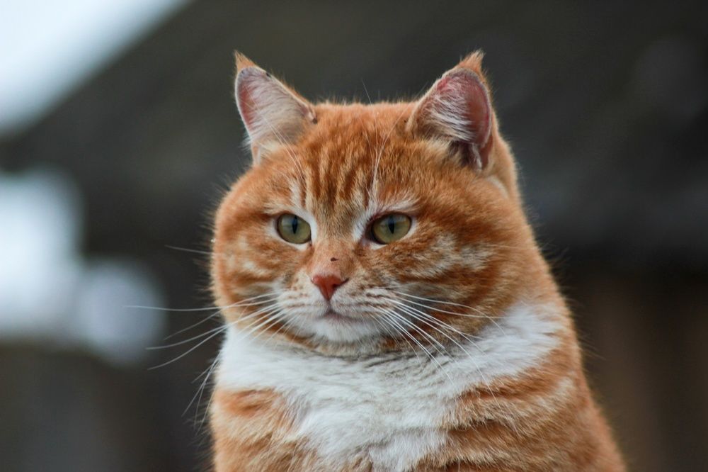 Photograph by Анастасия Горян