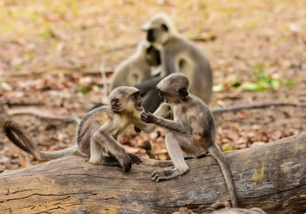 Photograph by SAPTARSHI DASGUPTA