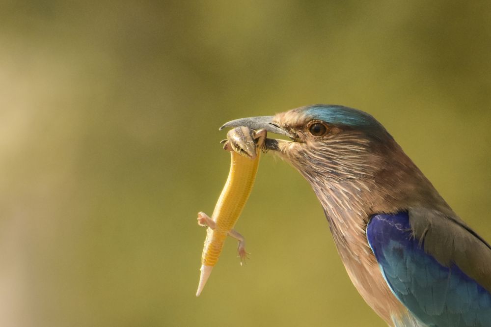 Photograph by SAPTARSHI DASGUPTA