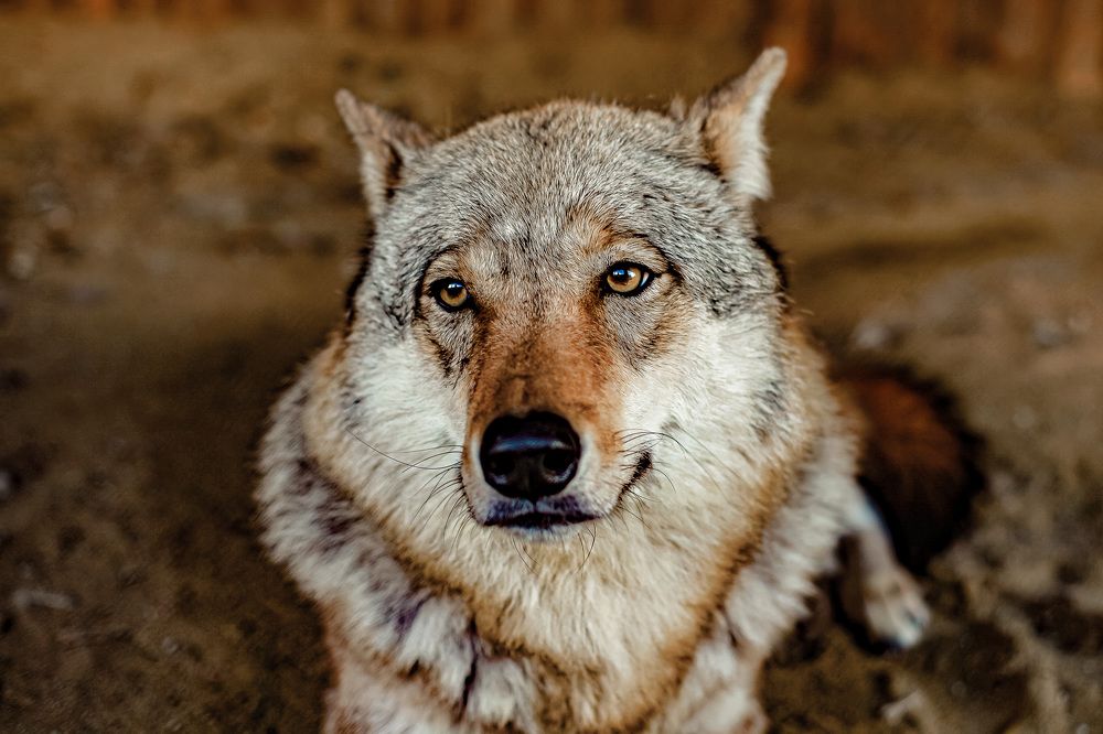 Photograph by Сергей Корнешов