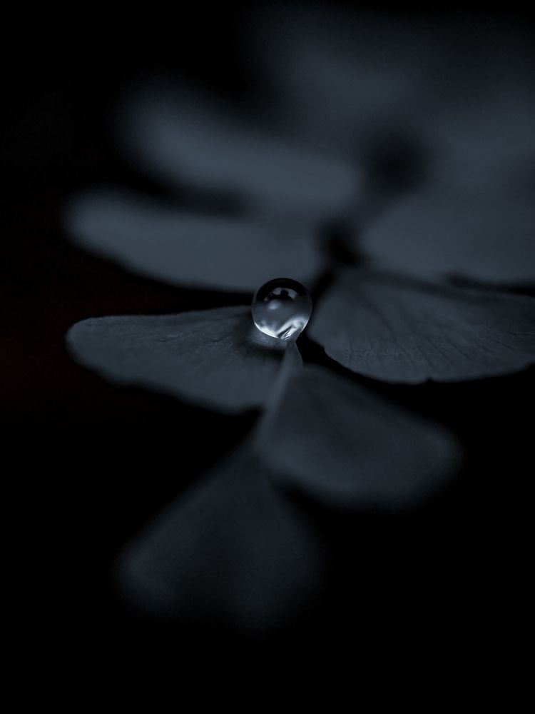 Photo #7685264
