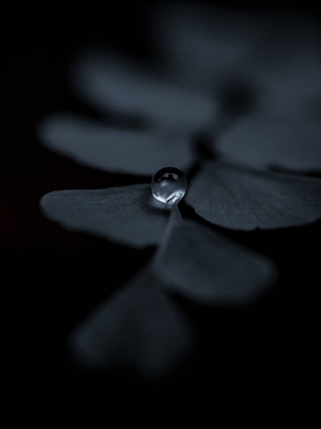 Photo #7685264