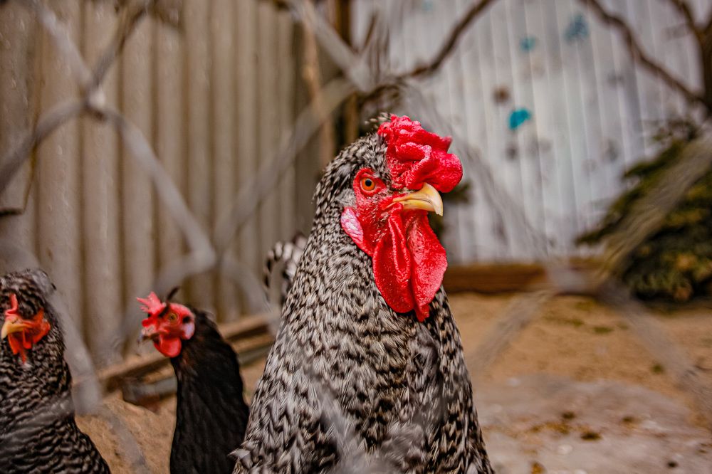 Photograph by Сергей Корнешов