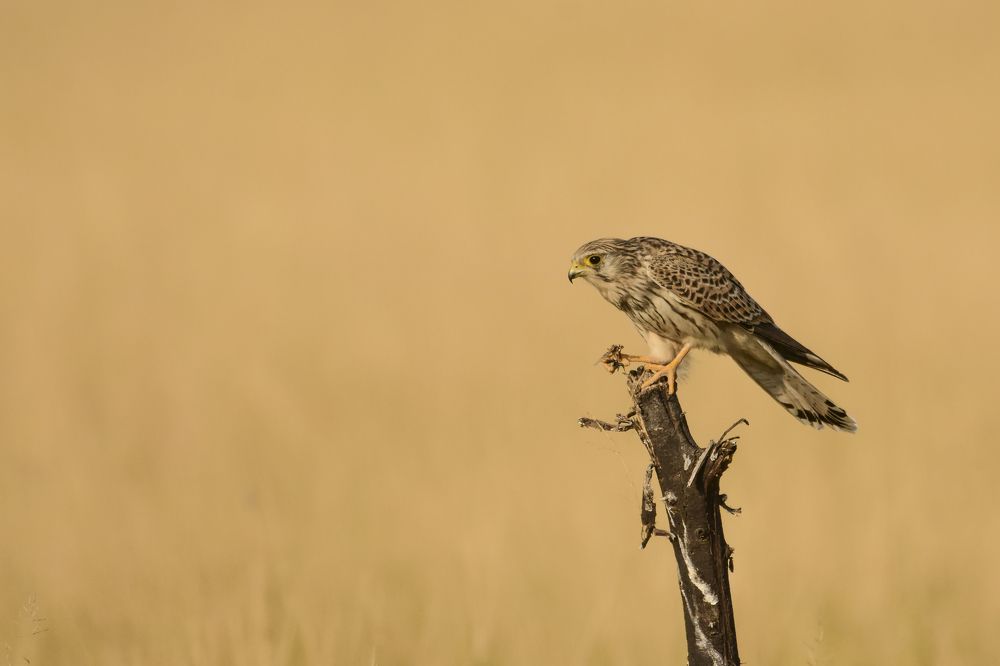 Photograph by SAPTARSHI DASGUPTA