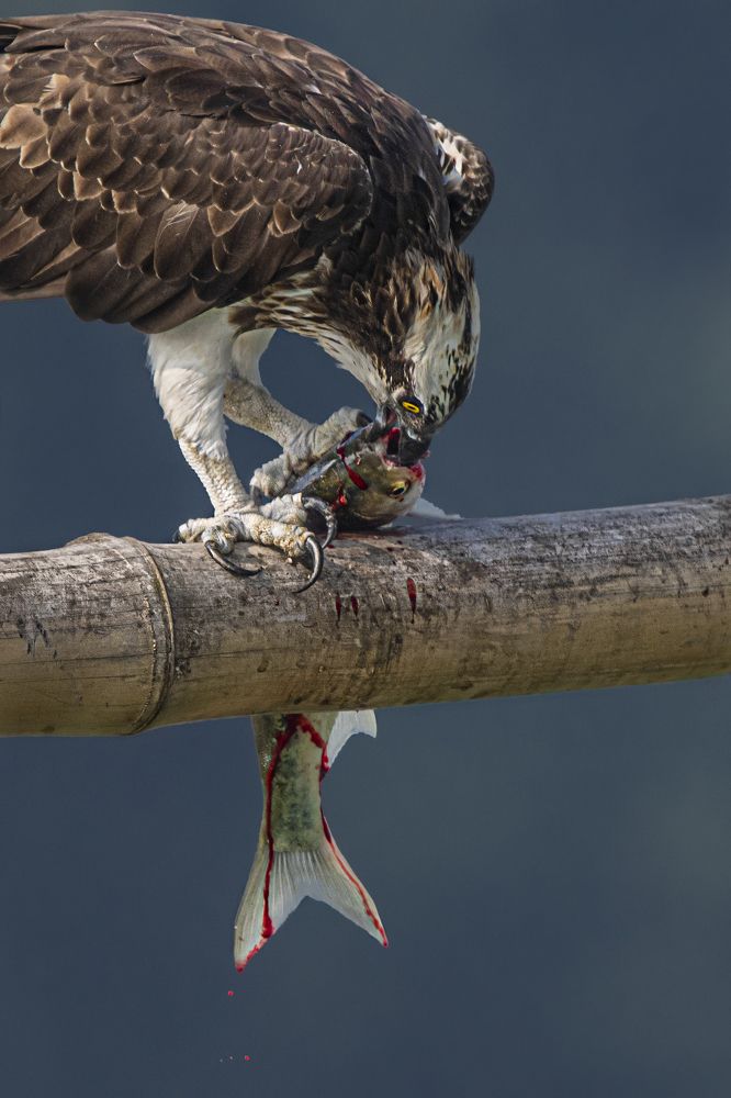 Photograph by Debjyoti Sarkar