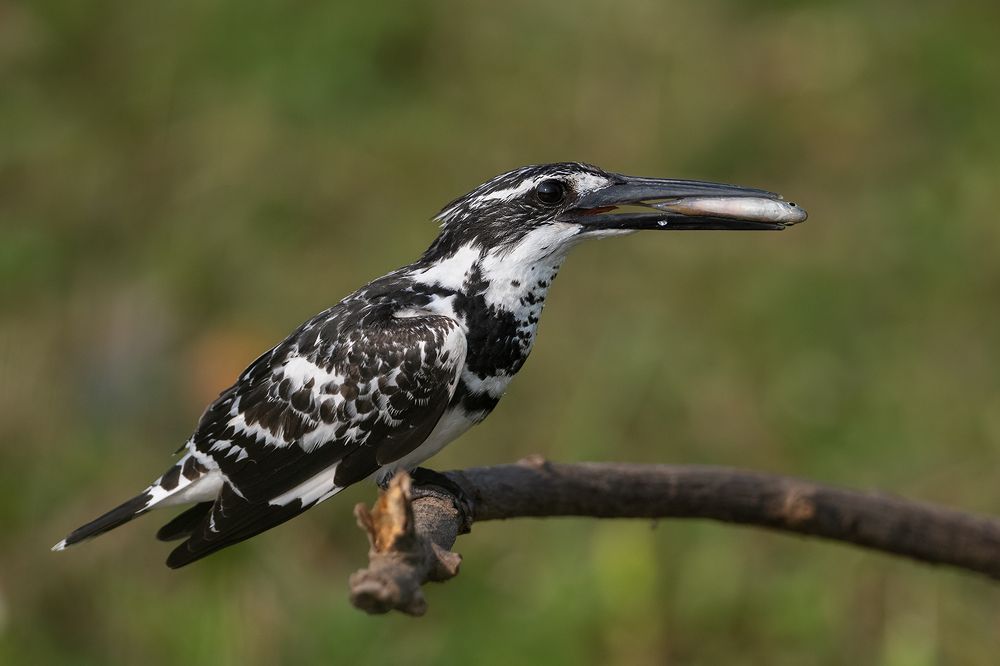 Photograph by Angad Achappa