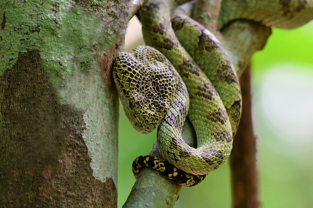 Photograph by Ampady Sugathan