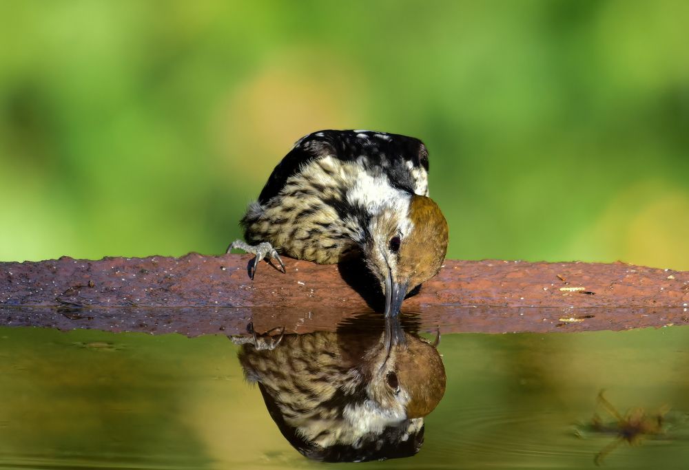 Photograph by Saptarshi Dasgupta