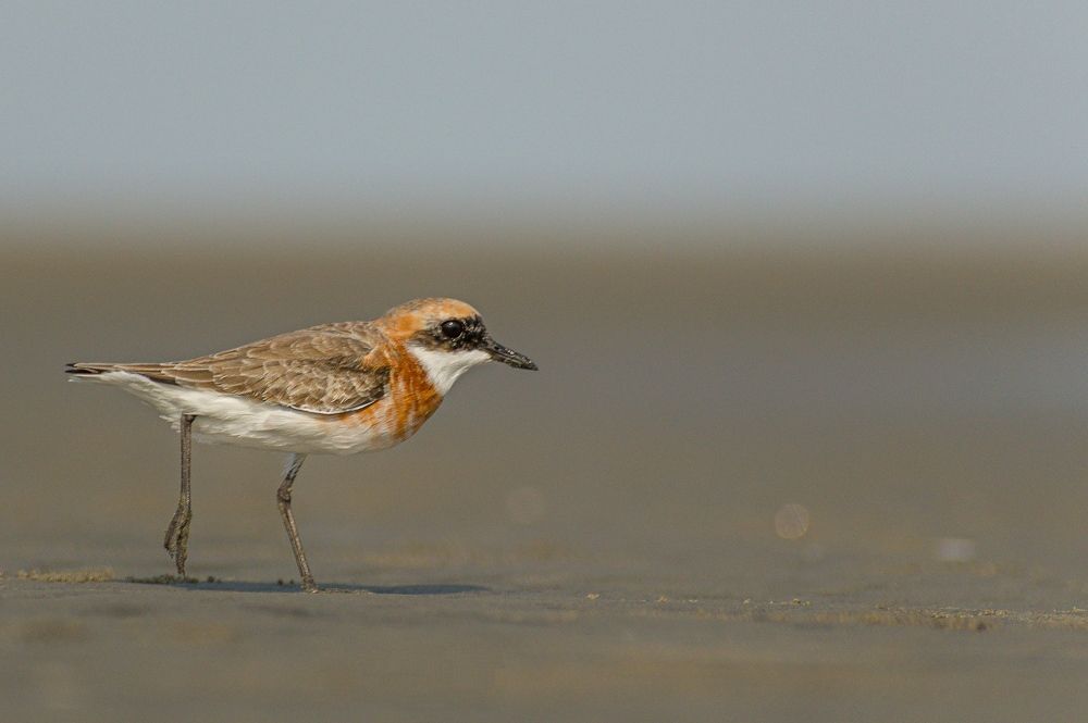 Photograph by Shibanjan Saha