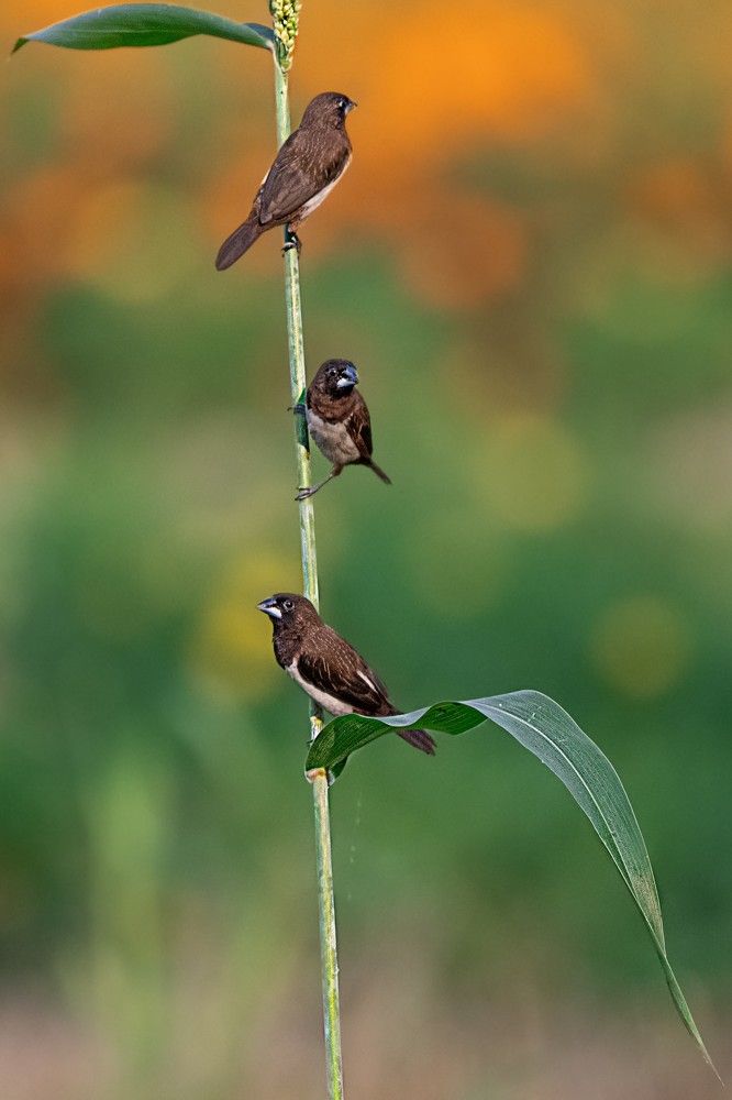 Photograph by Debjyoti Sarkar