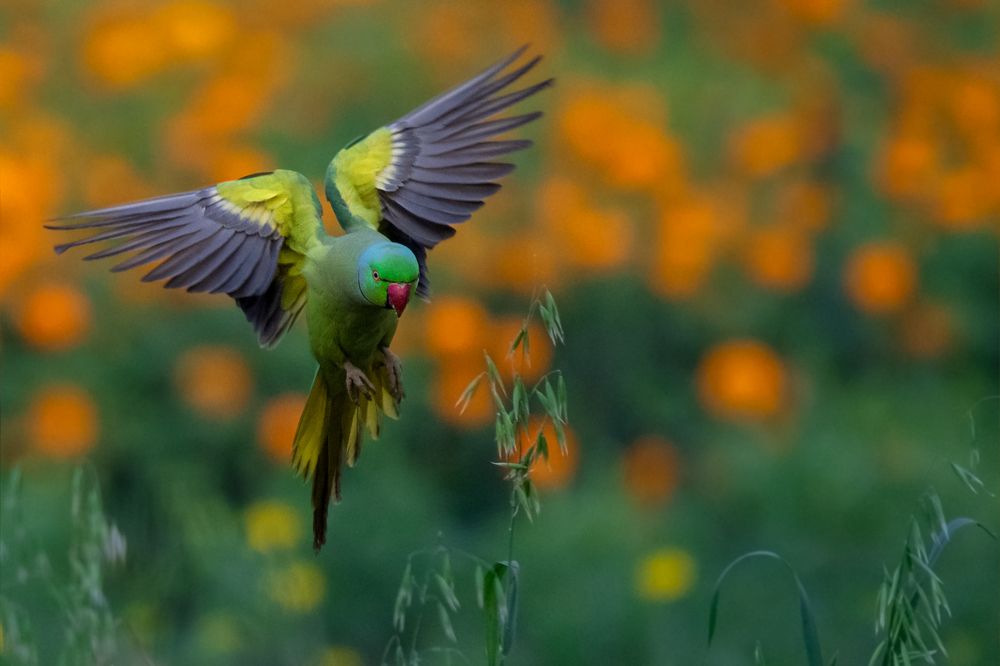 Photograph by Debjyoti Sarkar