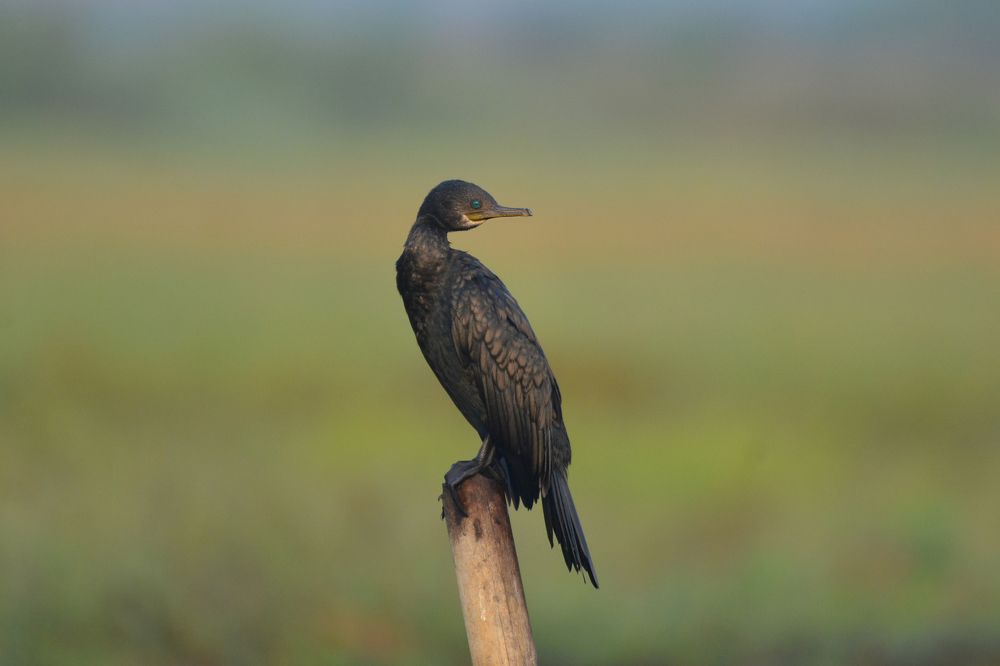 Photograph by Ampady Sugathan