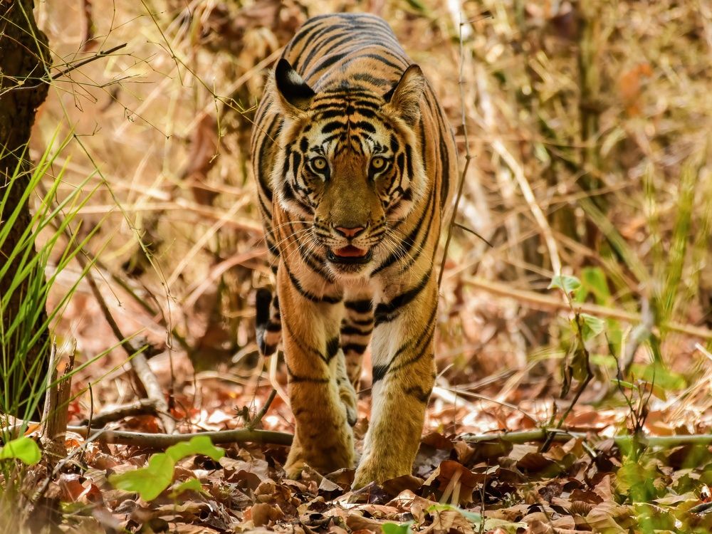 Photograph by SAPTARSHI DASGUPTA