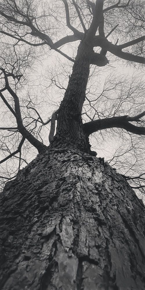 Photo #7685597