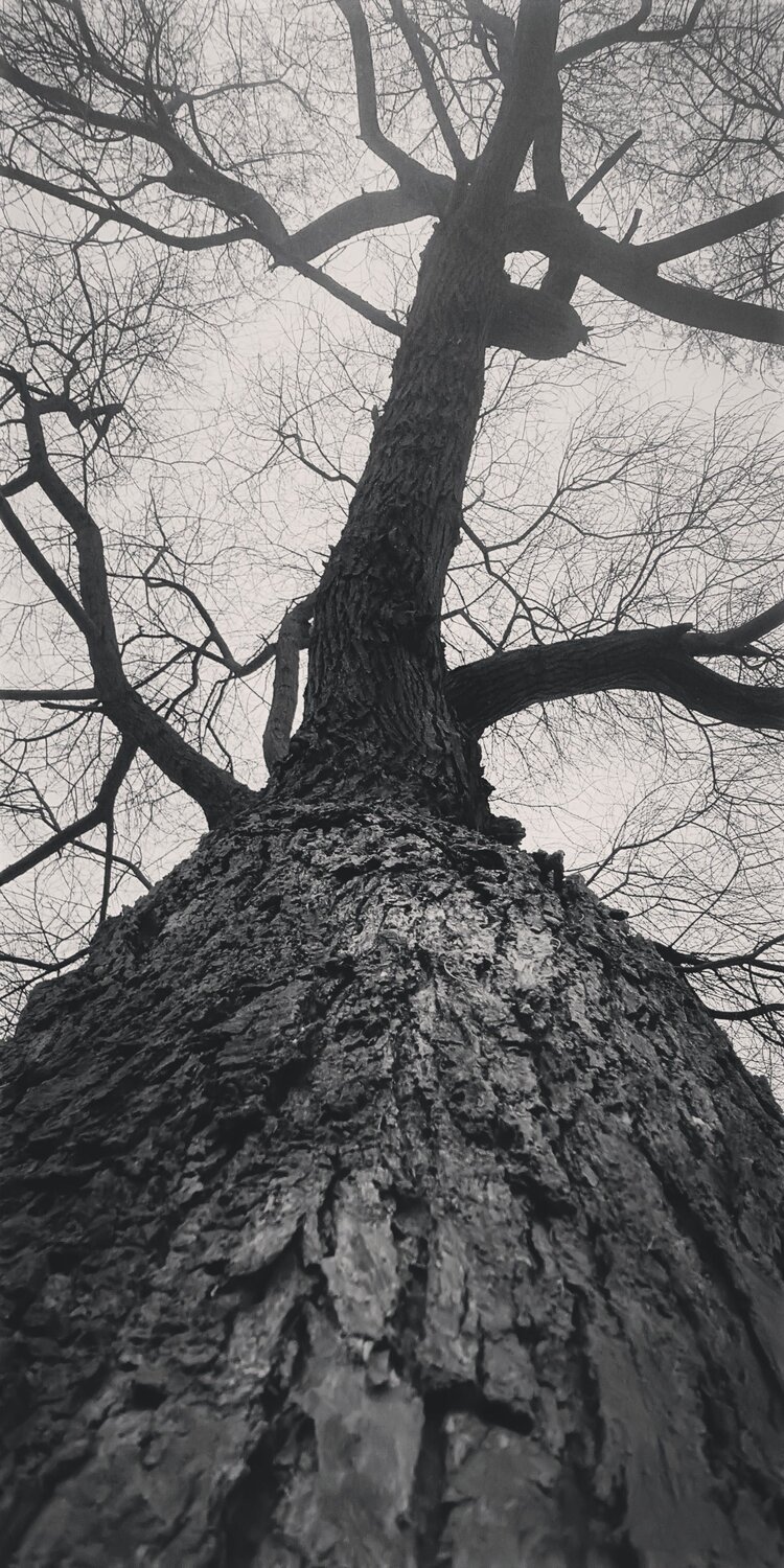 Photo #7685597