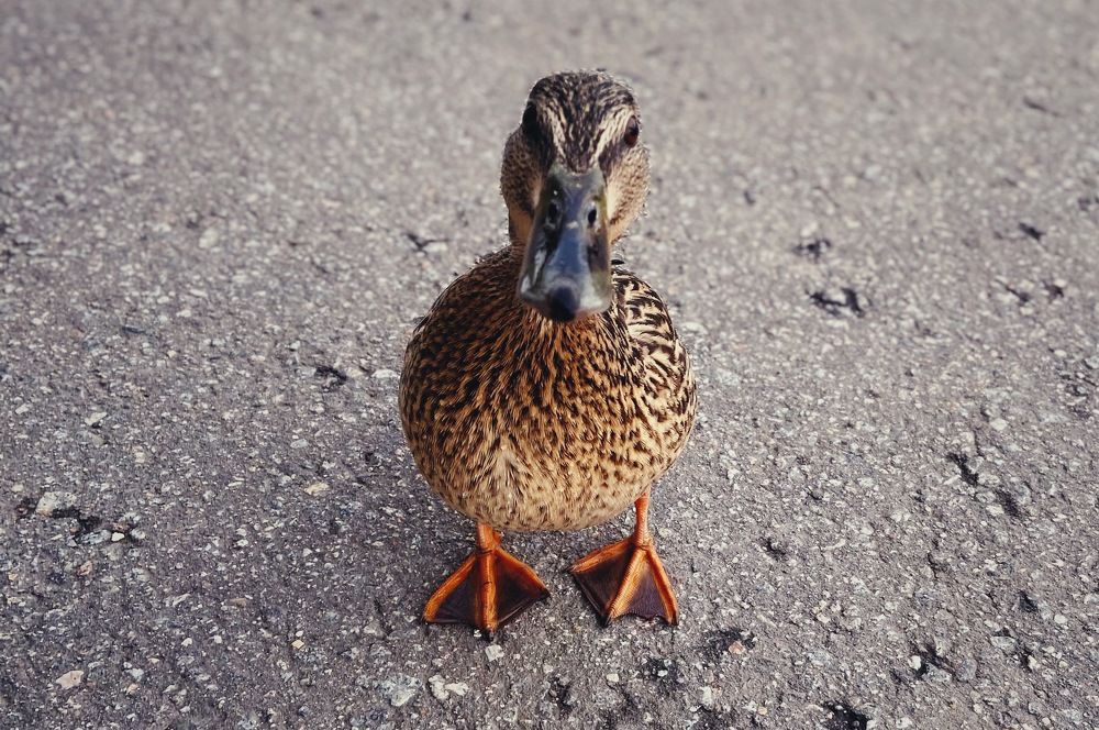 Photograph by Александра Ковалёва