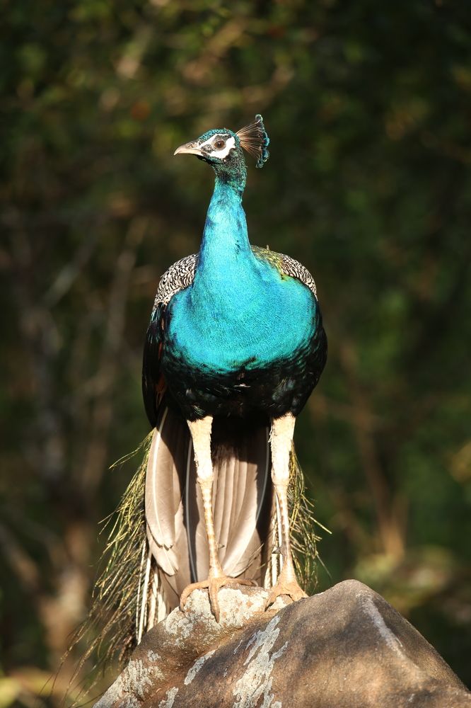 Фотография автора Randunu Jayasinghe