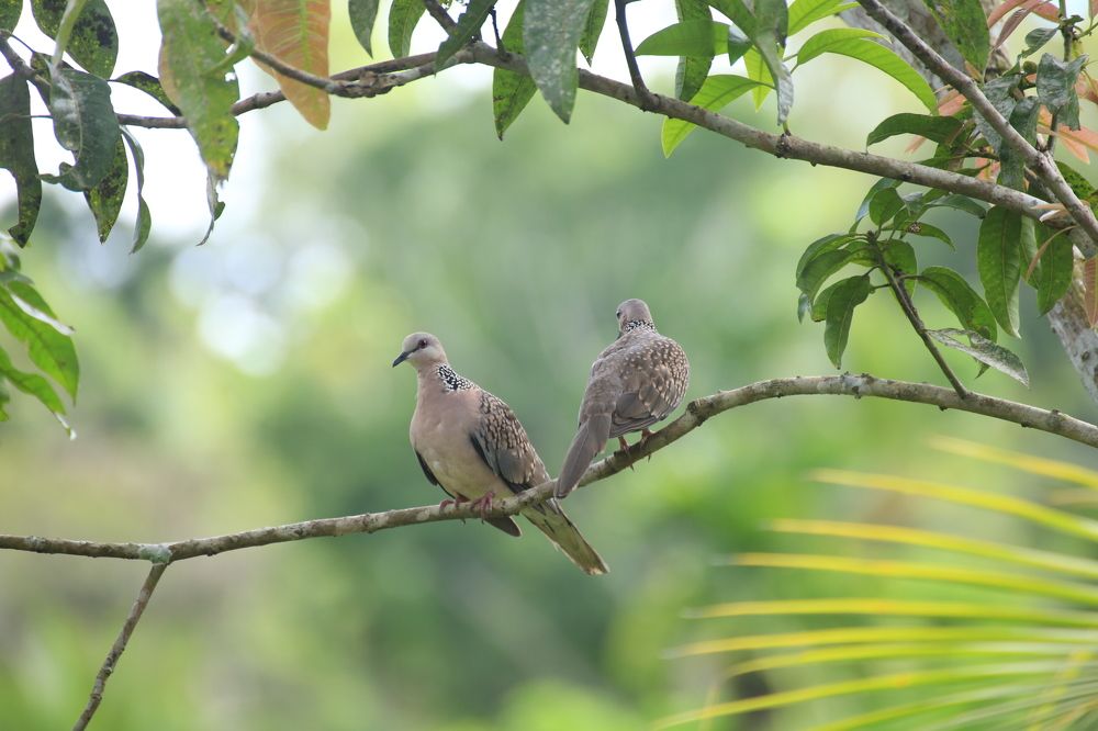 Фотография автора Randunu Jayasinghe