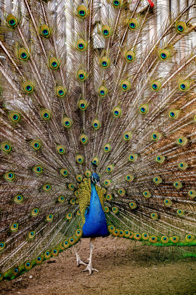 Photograph by Сергей Корнешов