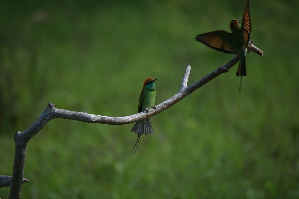 Фотография автора Randunu Jayasinghe