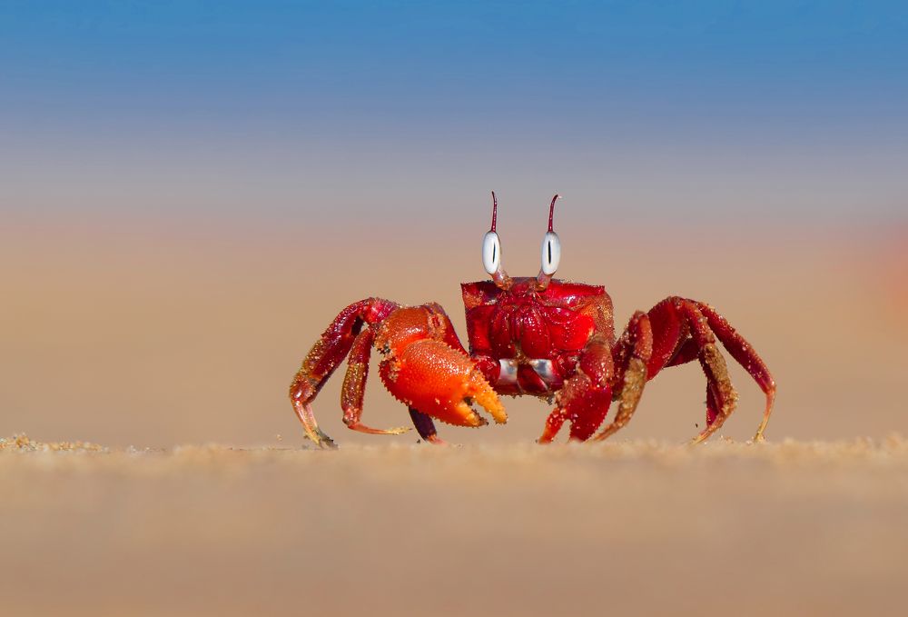 Photograph by Ajit kumar S