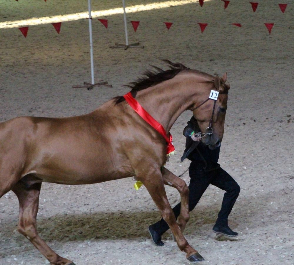 Рыжий ветер донских степей