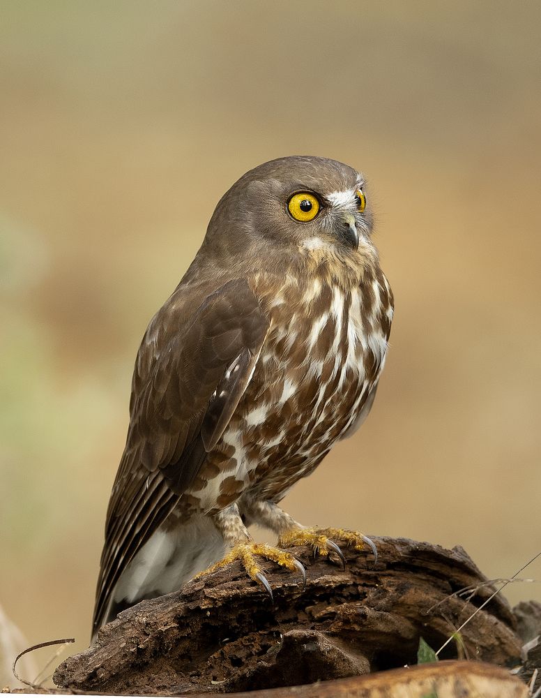 Brown hawk-owl