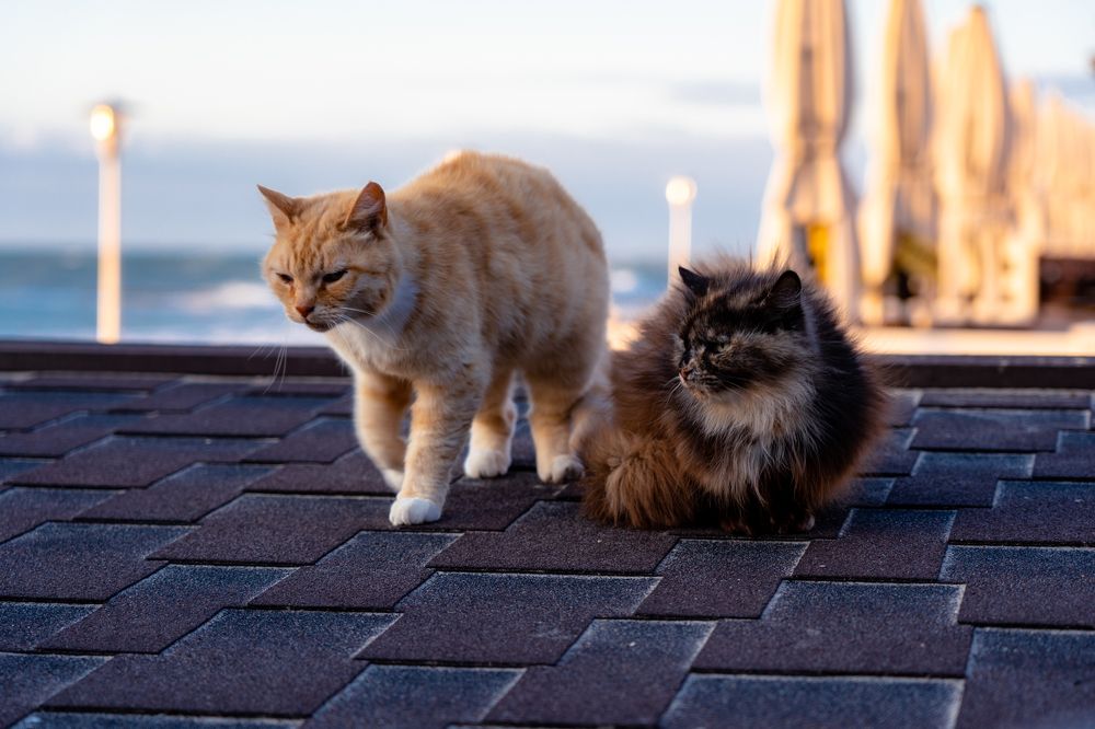 Photograph by Галина Аскольдовна Луковникова