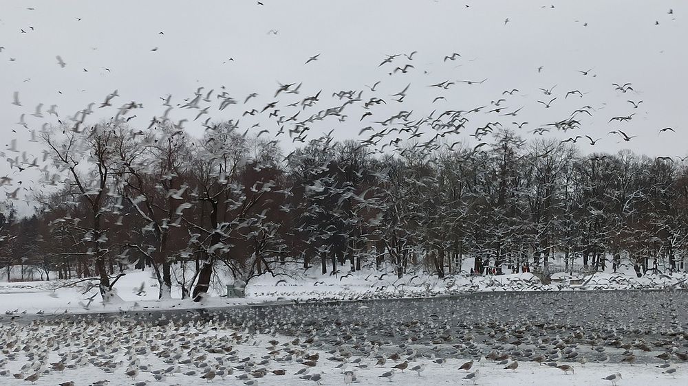 Photograph by Владимир Гашнев