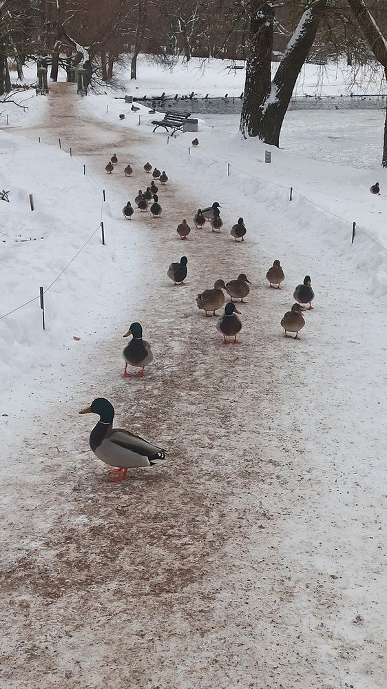 Утки в походе