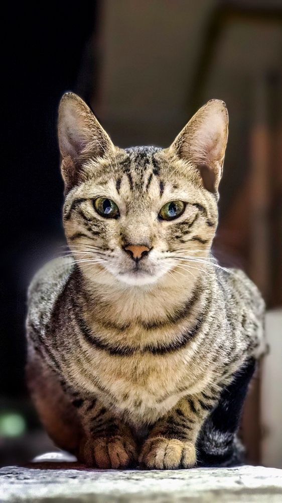 Photograph by Arjun Sasi