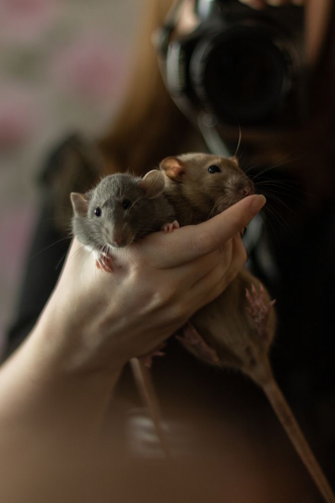 Фотография автора Алёна Подгорная