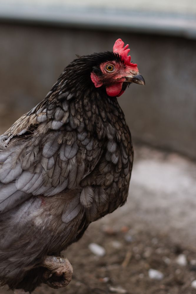 Фотография автора Алёна Подгорная