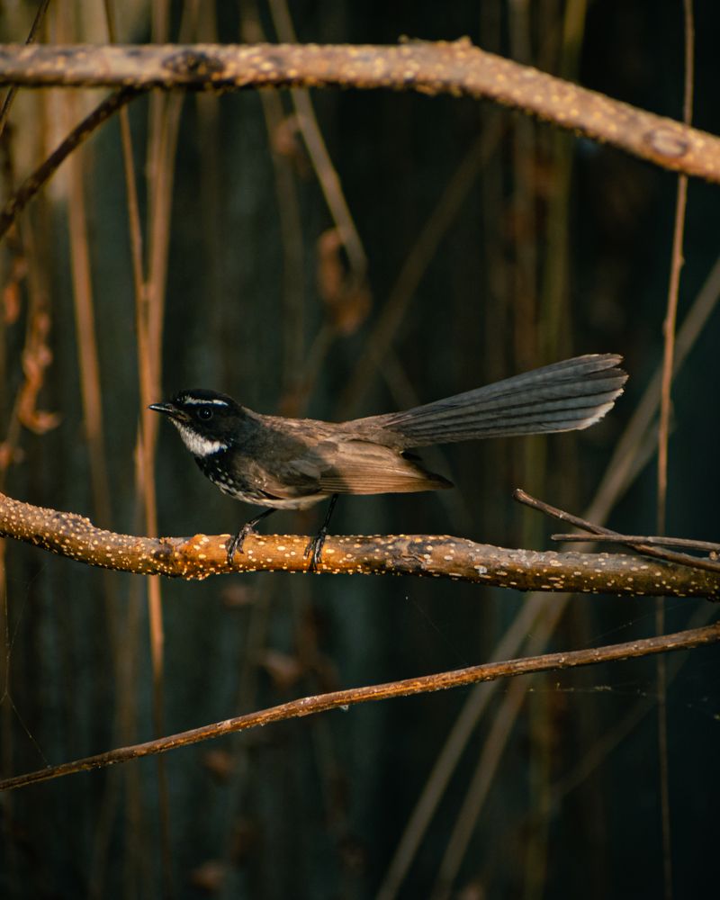 Photograph by Kriti Aggarwal