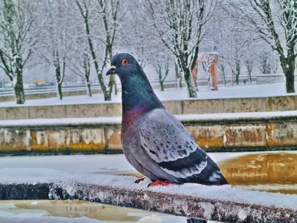 Photograph by Ирина Дубицкая